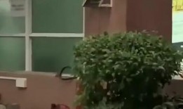 仁寿吃瓜新闻,揭秘当地热点事件背后的真相