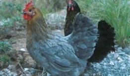 吃牛肚的吃瓜主播,揭秘美食背后的秘密