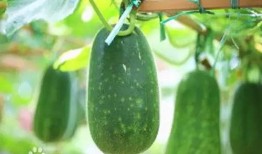 百味吃瓜,探寻美食世界的无尽魅力