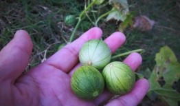 想起小时候吃瓜,那些年的甜蜜回忆