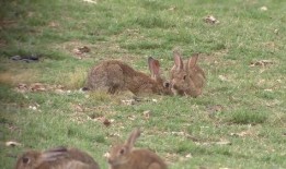野餐兔吃瓜什么梗,揭秘兔子界的“美食”之谜