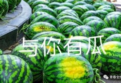 北京大学 吃瓜,揭秘校园生活新潮流”