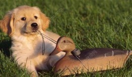 狗可以吃棉瓜吗,棉瓜在宠物菜单中的地位