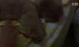 霸气的吃瓜视频,霸气回应！吃瓜视频揭秘幕后真相