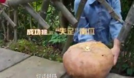 neinei专业吃瓜,专业吃瓜达人带你领略娱乐圈风云变幻