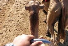 骆驼吃瓜免费图片,骆驼与瓜果的奇妙邂逅