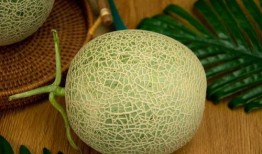 日本吃网纹瓜,美食界的独特魅力与流行趋势