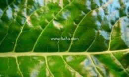 胃炎可以吃土瓜,天然食材的养生之道