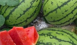 大瓜提前吃,大瓜提前吃，独家爆料抢先看