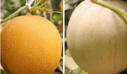 夏天晚上吃瓜好吗,吃瓜消暑正当时