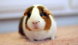 豚鼠吃不吃哈密瓜,探究豚鼠对哈密瓜的喜爱程度