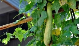 立秋后不宜吃瓜,告别夏日清凉，瓜果不宜再贪食