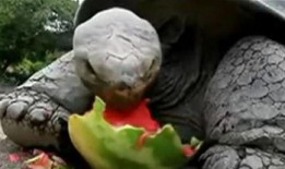 瓜蛙猿人是吃瓜的意思么,揭秘网络流行语“吃瓜”的趣味起源