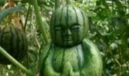 兄弟们吃瓜啥瓜怎么回,吃瓜话题大揭秘！