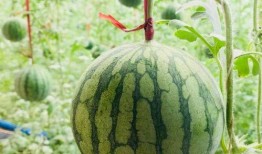 兴化夏天吃的瓜,探寻地方特色美食之旅