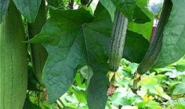 潮汕的水瓜秋瓜怎么吃的,潮汕水瓜秋瓜的多样食法探秘