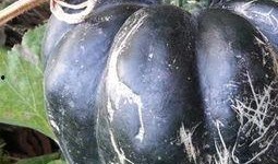 过敏可以吃方瓜吗,方瓜是否适合您的餐桌？