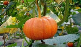 兰瓜可以天天吃,每日美食，健康相伴