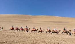 骆驼吃瓜免费图片,骆驼与瓜果的奇妙邂逅