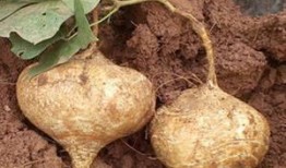 胃炎可以吃土瓜,天然食材的养生之道