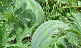 湖南长沙机电吃瓜,揭秘校园生活趣味瞬间