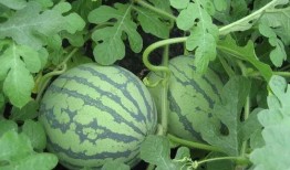 吃瓜视讯,带你领略网络娱乐新风尚