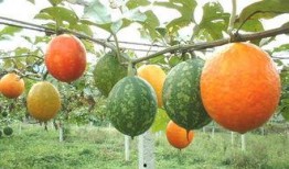 吊瓜吃哪部分,揭秘最佳食用部位