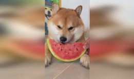 吃瓜和旺柴,吃瓜群众与旺柴粉丝的欢乐碰撞