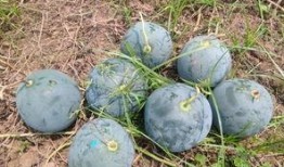 德化县吃瓜,探寻德化特色美食之旅