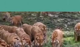 大老虎吃瓜视频,揭秘动物界的趣味瞬间