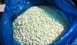 无牙齿老人吃的瓜