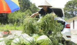 德化县吃瓜,探寻德化特色美食之旅
