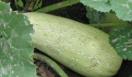 吃角瓜会得风湿,揭秘传统观念与现代科学的碰撞