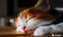 猫咪和小孩组团吃瓜,猫咪小孩欢乐吃瓜记