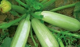 吃茭瓜胃疼,揭秘茭瓜食用注意事项