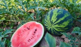 河南新郑吃瓜,探寻河南特色美食之旅