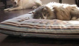 狗子带主人吃瓜,欢乐日常温馨呈现