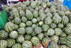 宁波陈琳梦吃瓜,揭秘网络红人的幕后故事