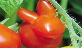 老虎吃歪瓜裂枣