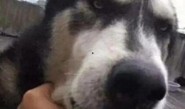 什么宠物可以吃瓜,揭秘哪些宠物可以享受美味瓜果