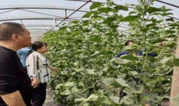 山东鄄城吃瓜事件,一场网络热议背后的真相与反思