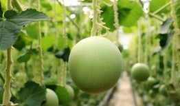 吃中药可以吃小蜜瓜吗,小蜜瓜与中药的和谐共融