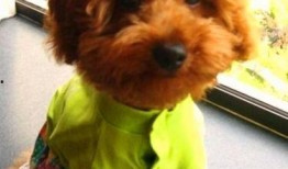 泰迪吃贝贝瓜好吗,泰迪犬食用贝贝瓜的安全性探讨