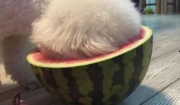 什么宠物可以吃瓜,揭秘哪些宠物可以享受美味瓜果