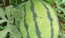 待君归 吃瓜,揭秘娱乐圈的甜蜜瓜田