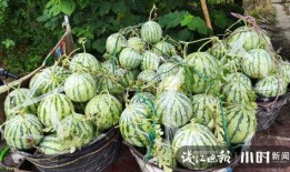 吃瓜卖瓜种瓜,吃瓜、卖瓜、种瓜的田园生活记