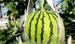 吃瓜怎么摆,如何优雅地摆好瓜盘