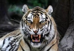 大老虎吃瓜视频,揭秘动物界的趣味瞬间