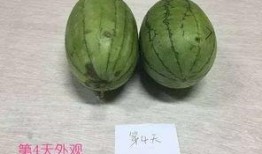 吃瓜吃到自己变成了瓜,一场奇妙的身份转变之旅