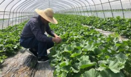 上海大炮吃瓜,揭秘网红美食背后的故事